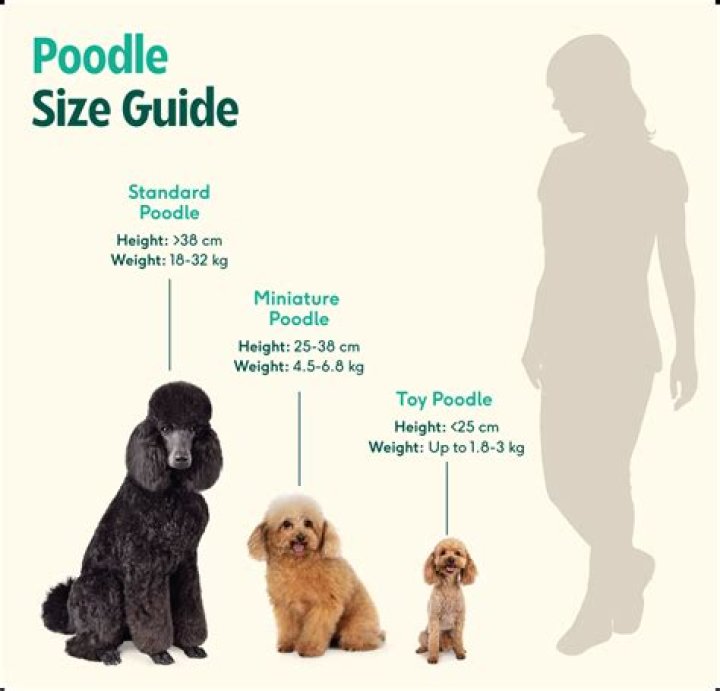 A Comprehensive Guide to Poodle Average Lifespan: Everything You Need to Know