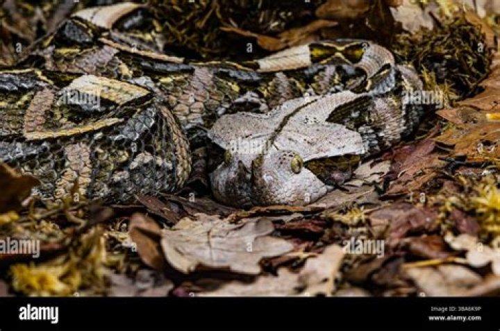 Gaboon Viper: The Stealthy Predator of the African Rainforest