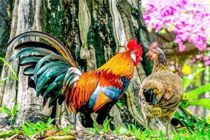 How to Successfully Fertilize Chicken Eggs: A Comprehensive Guide