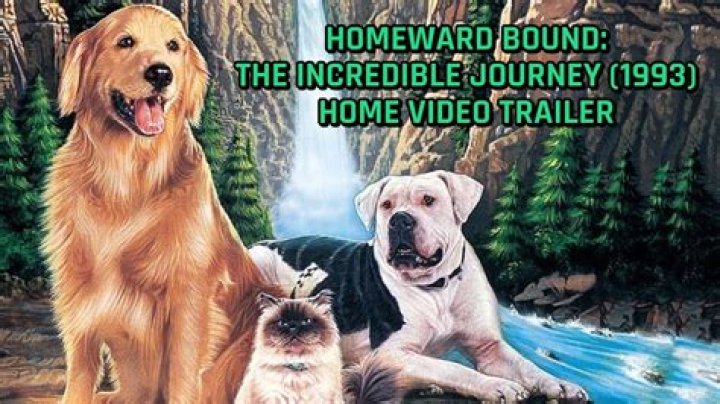Incredible Journey 1993: Exploring the Remarkable Milestones and Events
