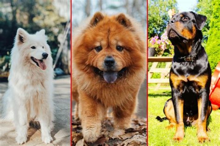 Most Expensive Dogs to Own: Discover the World's High-End Canine Companions