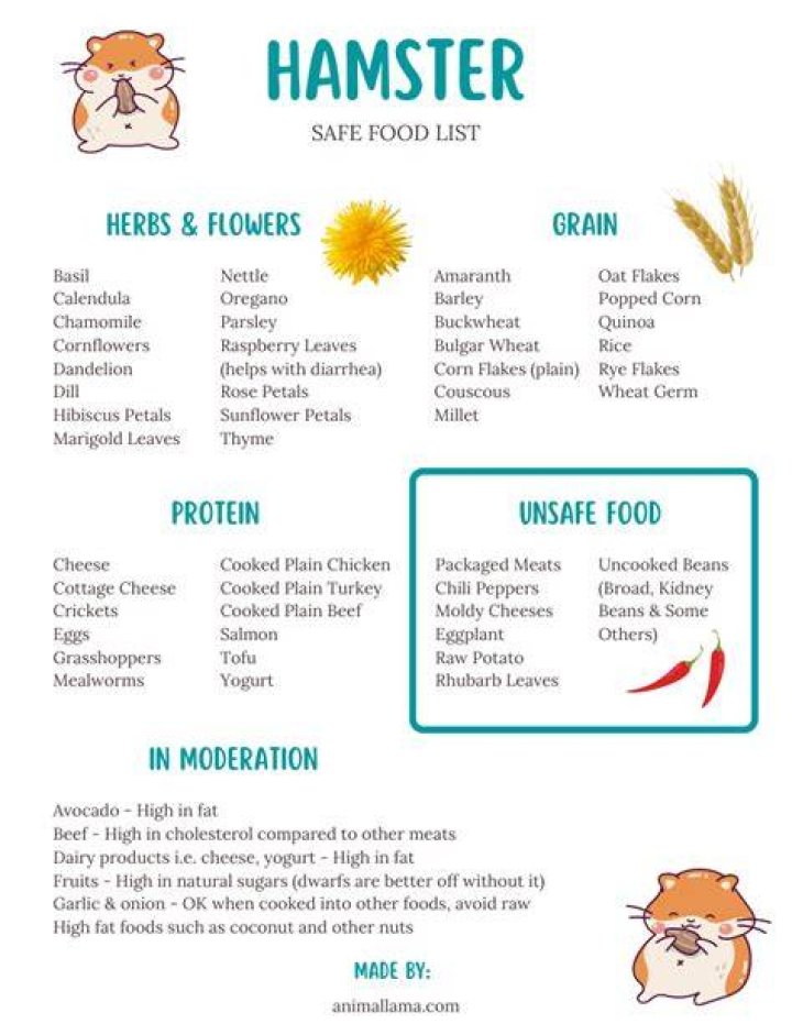 What Should Hamsters Eat? A Comprehensive Guide to Optimal Hamster Nutrition