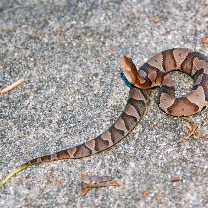 When Are Copperheads Most Active? Discover Their Behavior and Stay Safe